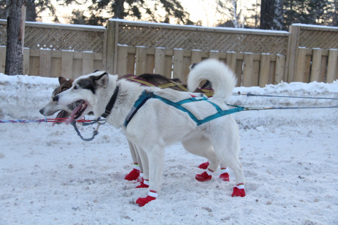 CoucouCanada Course chiens de traineaux Kearney